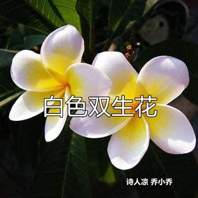 白色双生花 专辑 诗人凉