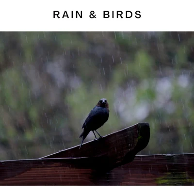 Rain & Birds 專輯 ASMR Earth