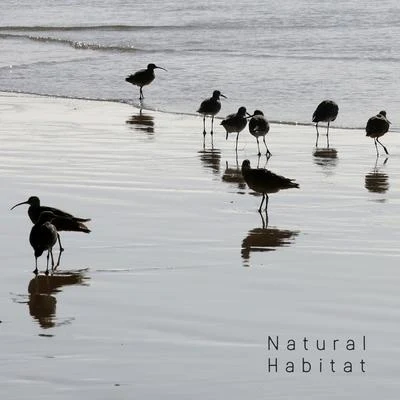 Natural Habitat - Collection of Nature Sounds: Water and Birds 专辑 Bird Song Group/Bird Sounds