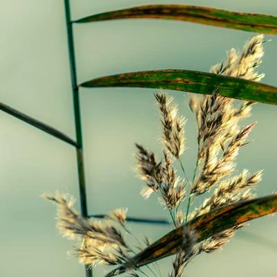 60 Sonidos Relajantes de la Naturaleza - Música de Relajación Natural 專輯 Sueños Triplete