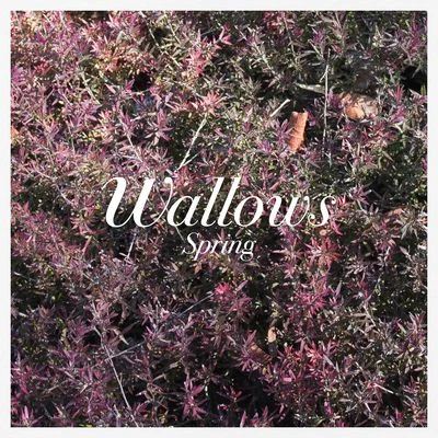 These Days 專輯 Wallows