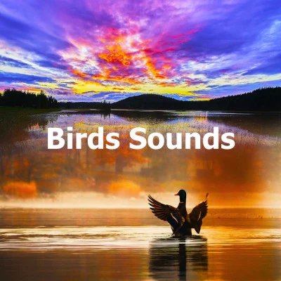 Birds Sounds 专辑 Rest & Relax Nature Sounds Artists