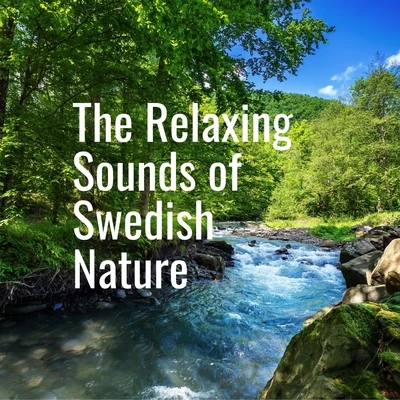 Small Forest River 專輯 The Relaxing Sounds of Swedish Nature/Asian Zen: Spa Music Meditation/Sample Rain Library