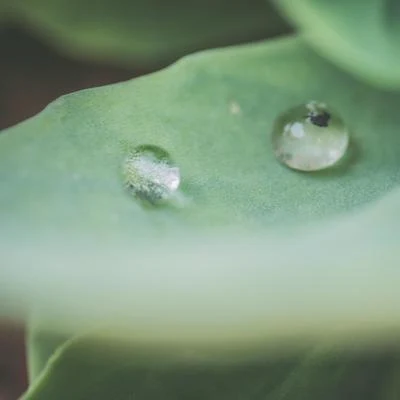 Melodías De La Naturaleza Otoñol | Sonidos Tranquilos | Meditación Música Relajante 专辑 Musica Relajante Piano Master/Baby Sleep Through the Night/Smart Baby Academy