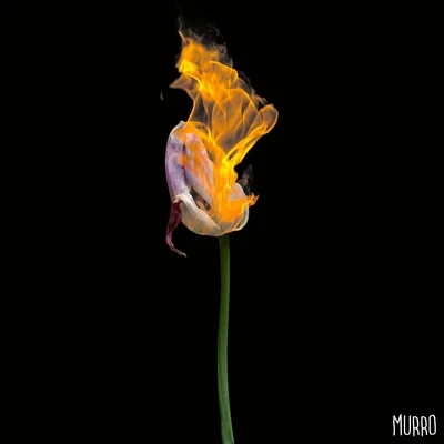 Tulipani 專輯 AMRO/Murro