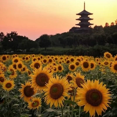 sunflowers 专辑 xfruge