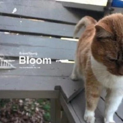 Bloom 专辑 Giant