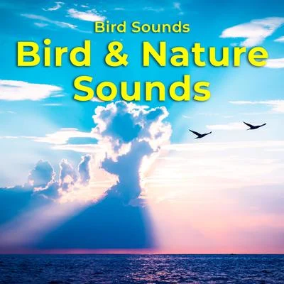 Bird & Nature Sounds 专辑 Bird Song Group/Bird Sounds