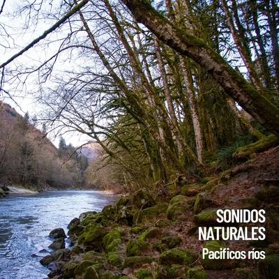 Sonidos Naturales: Pacíficos ríos 专辑 Rest & Relax Nature Sounds Artists