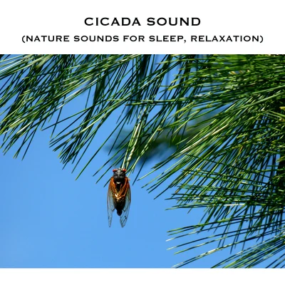 Cicada Sound (Nature Sounds for Sleep, Relaxation) 專輯 White Noise Radiance/White Noise Relaxation/White Noise Research