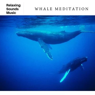 Whale Meditation 專輯 Roee Yeger/Whales