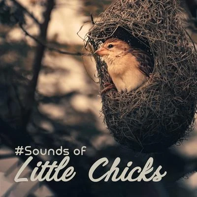 #Sounds of Little Chicks: 15 Songs with the Background of Nature and Singing of Birds for Simply Relaxation, Ambient Music, Melodies of Piano, Feel Be 專輯 Sounds of Nature Relaxation/Nature Sounds for Sleep and Relaxation/Rain for Deep Sleep