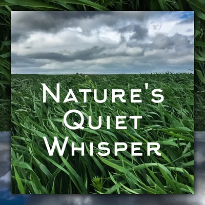 Natures Quiet Whisper – Perfectly Relaxing Mother Nature Sounds for Sleep and Rest 專輯 Meditation