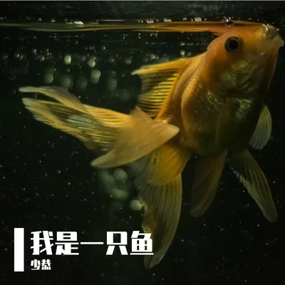 我是一隻魚 專輯 少恭