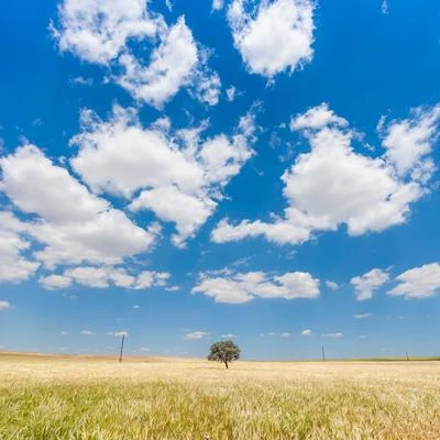 50 Pistas Para Relajarse y Descansar 专辑 Academia de Meditação Buddha/Ruido Blanco Para Bebes/Lluvia PQ