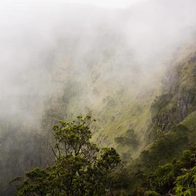 Through The Canopy 專輯 Jeremy Irons