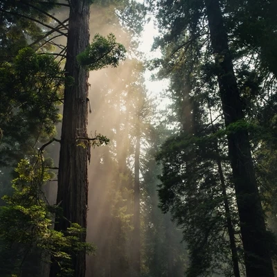 Sleepy Sounds & Total Relaxation 專輯 Native American Flute/Sounds Of Nature: Thunderstorm/Natural Samples