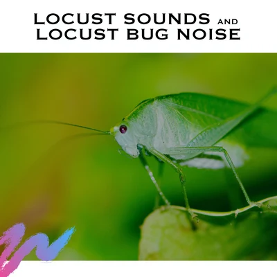 Locust Sounds and Locust Bug Noise 專輯 White Noise Radiance/White Noise Relaxation/White Noise Research