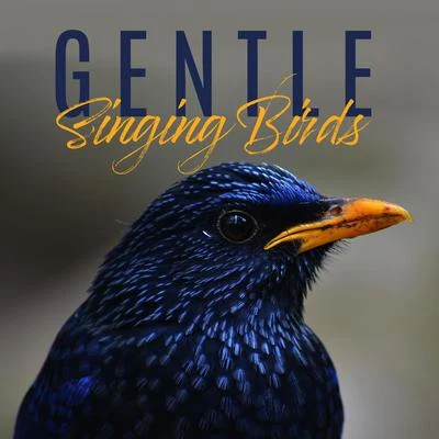 Gentle Singing Birds: 15 Best Relaxing New Age Sounds of Nature, Birds, Forest, Stress Relief, Healing Therapy, Soothing Melodies Played on Piano 专辑 Bird Song Group/Bird Sounds