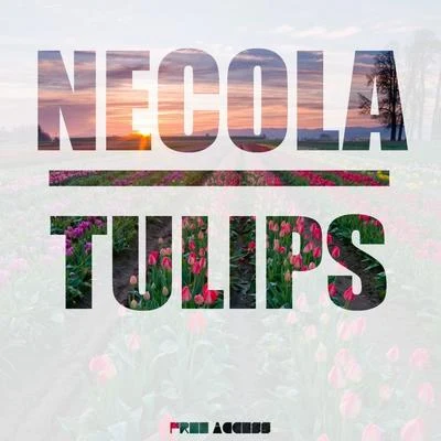 Tulips 专辑 Fast Foot/Necola