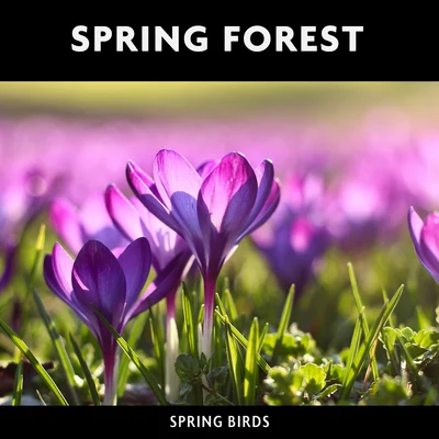 Spring Forest & Spring Birds 专辑 ASMR