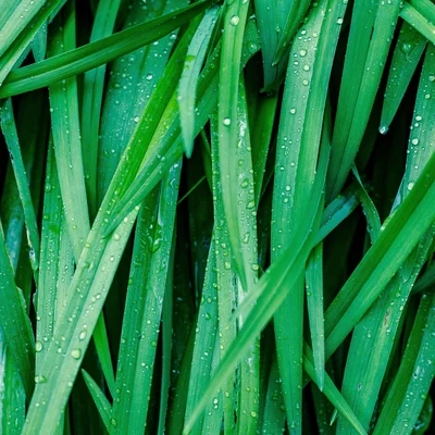 18 Sonidos Calmantes De Lluvia Para Un Ambiente Relajante 專輯 Zona Música Relaxante/Lluvia PQ/Musica Para Meditacion Profunda