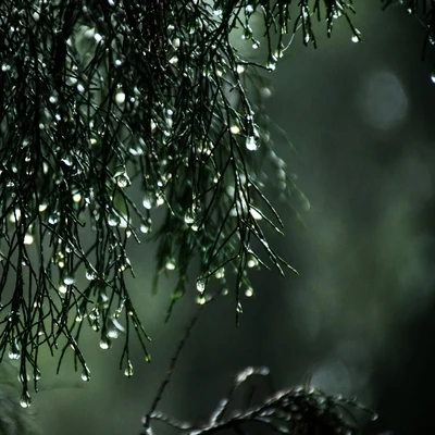 Sound of Rain Calming Sounds of Rain for Good Vibes & Total Relaxation