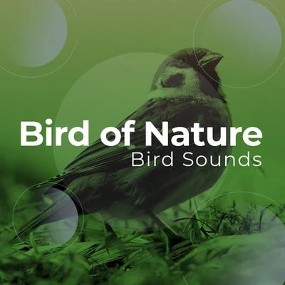 Bird of Nature 专辑 Bird Song Group/Bird Sounds