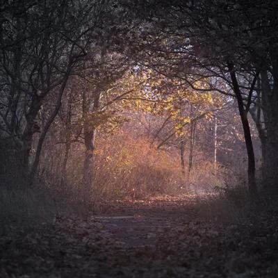 65 Grabaciones de Naturaleza Relajante Para la Relajación, Natural y Tranquila 專輯 Escola de Meditação/Lluvia PQ/Musica para Dormir 101