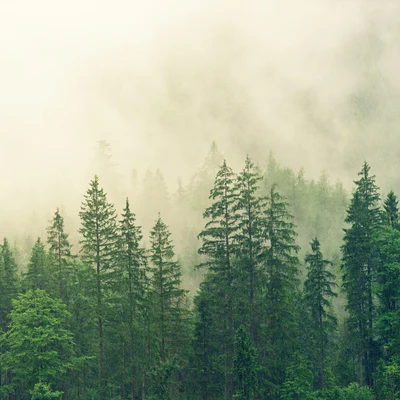 50 Soothing Melodies for a Peaceful Ambience 專輯 New Age/Deep Rain Sampling/Rain for Deep Sleep