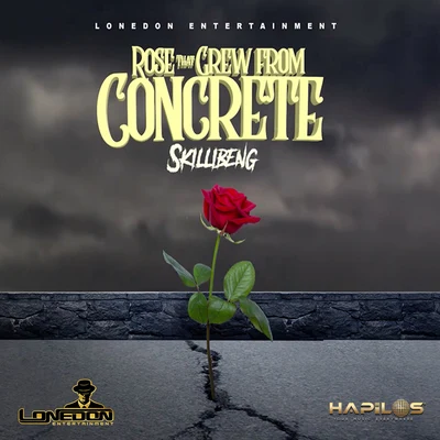 Skillibeng Rose That Grew from Concrete