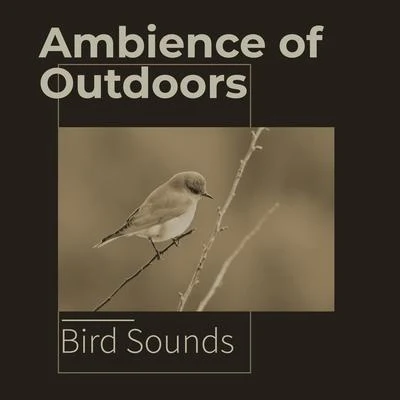 Ambience of Outdoors 专辑 Bird Song Group/Bird Sounds