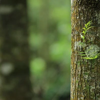 Ambiente Pistas Relajantes de Meditación de Yoga Zen