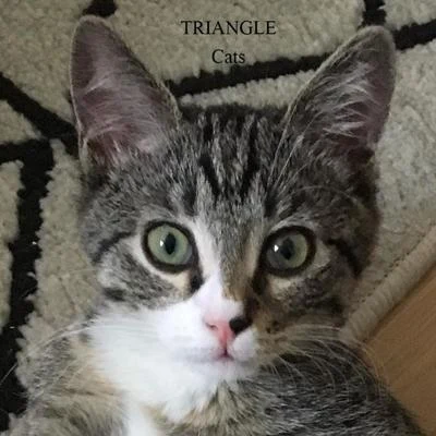 Cats 專輯 Triangle/Ellis