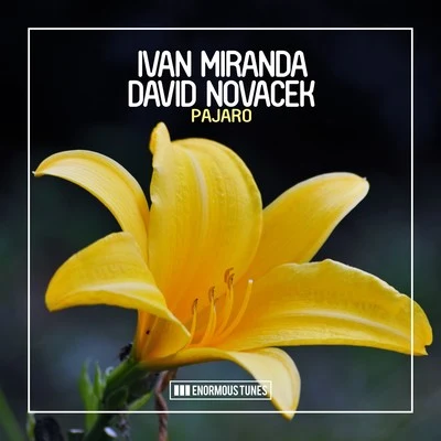 David NovacekSharapov Pajaro