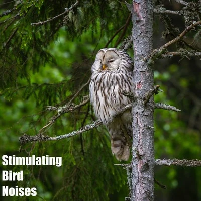 Stimulating Bird Noises 專輯 The Relaxing Sounds of Swedish Nature/Asian Zen: Spa Music Meditation/Sample Rain Library