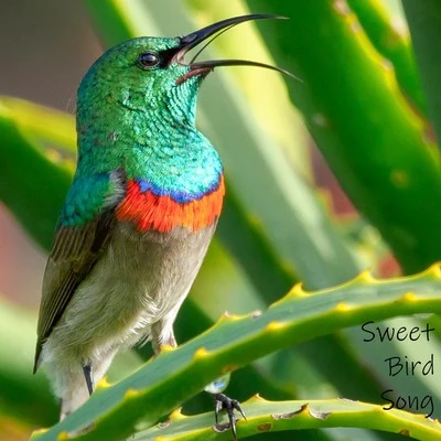 Sweet Bird Song 專輯 Relaxing Nature Ambience/Nature & Sounds Backgrounds/Meditation Music Club