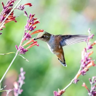 Morning Rainy Twitter 专辑 Bird Song Group/Bird Sounds