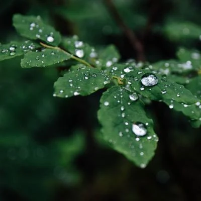 Ambient Rain and Nature Sounds for Serenity and Complete Serenity 專輯 Rain