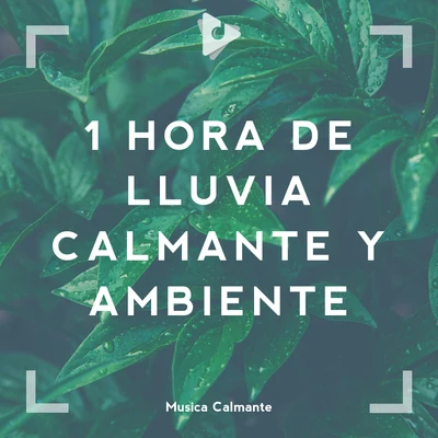 Música CalmanteLluvia PQ 1 Hora de Lluvia Calmante y Ambiente