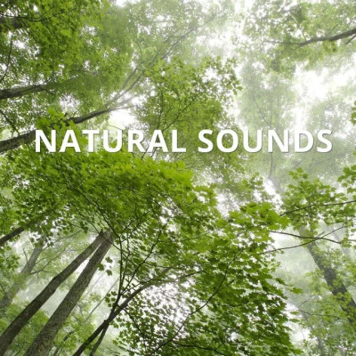 歌手 Natural SoundsShakuhachi SakanoAmbient Music Therapy