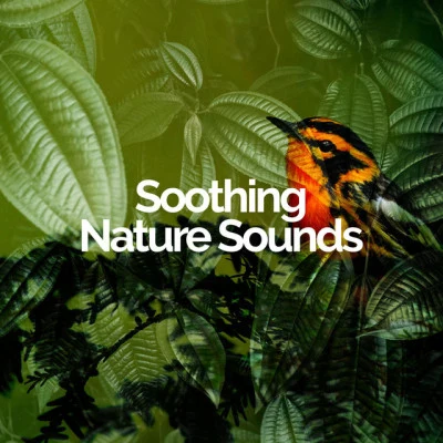 Soothing Nature Sounds 歌手