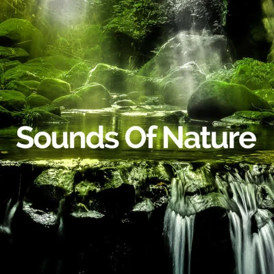 歌手 Sounds Of NatureMeditation and Stress Relief TherapyRaindrops Sleep