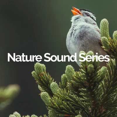 歌手 Nature Sound SeriesSample Rain LibraryMother Nature Sound FX