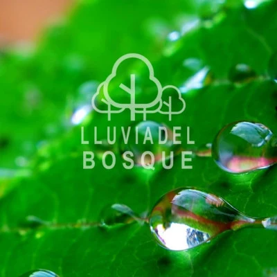 Lluvia del Bosque/Calming Sounds/The White Noise Zen & Meditation Sound Lab Soothing Rain Sounds for Massage