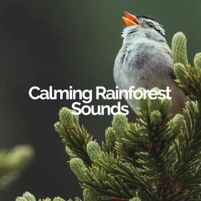 Calming Rainforest Sounds 歌手