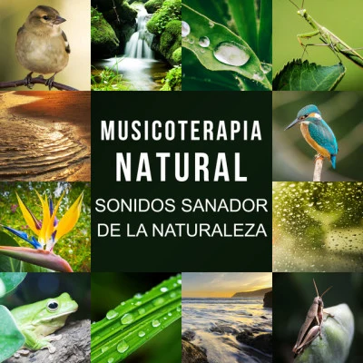 Academia de Música con Sonidos de la Naturaleza 歌手